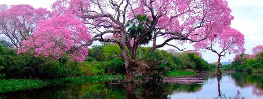 Arbres fleuris roses se reflétant dans l’eau, photographie originale